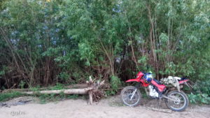 Jungle on the bank of the Vyatka River, motorcycle Lifan 200 gy-3b